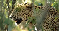 YALA NATIONAL PARK - SRI LANKA