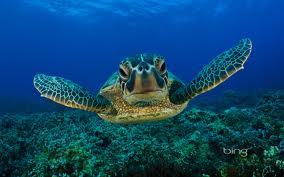 TURTLE HATCHERY