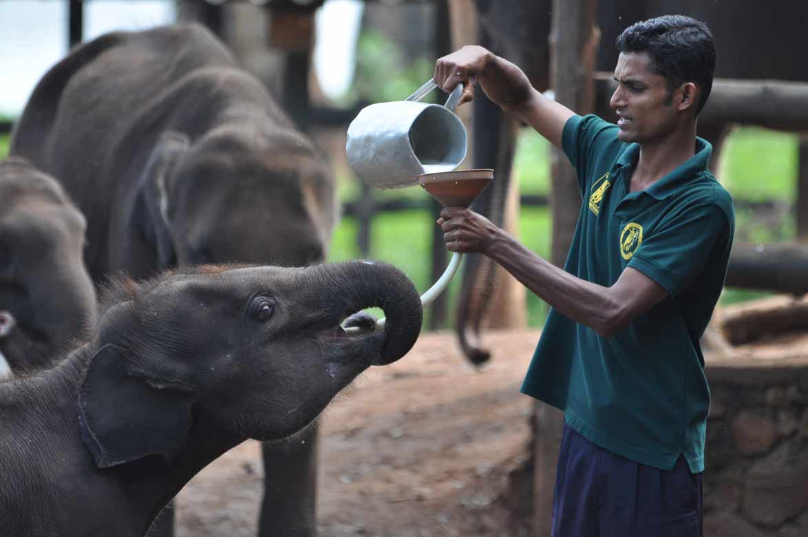 UDAWALAWE