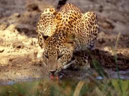 img/destinations/Wilpattu.jpg