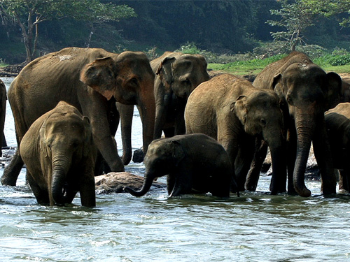 ELEPHANT ORPHANAGE - PINNAWALA - SRI LANKA