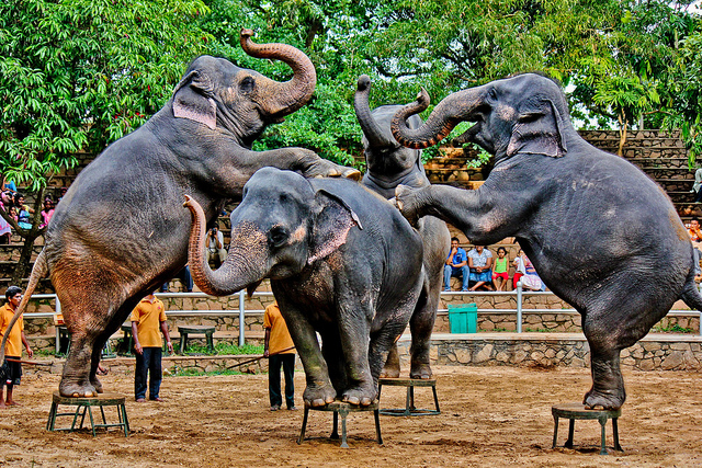 COLOMBO ZOO - DEHIWALA - SRI LANKA