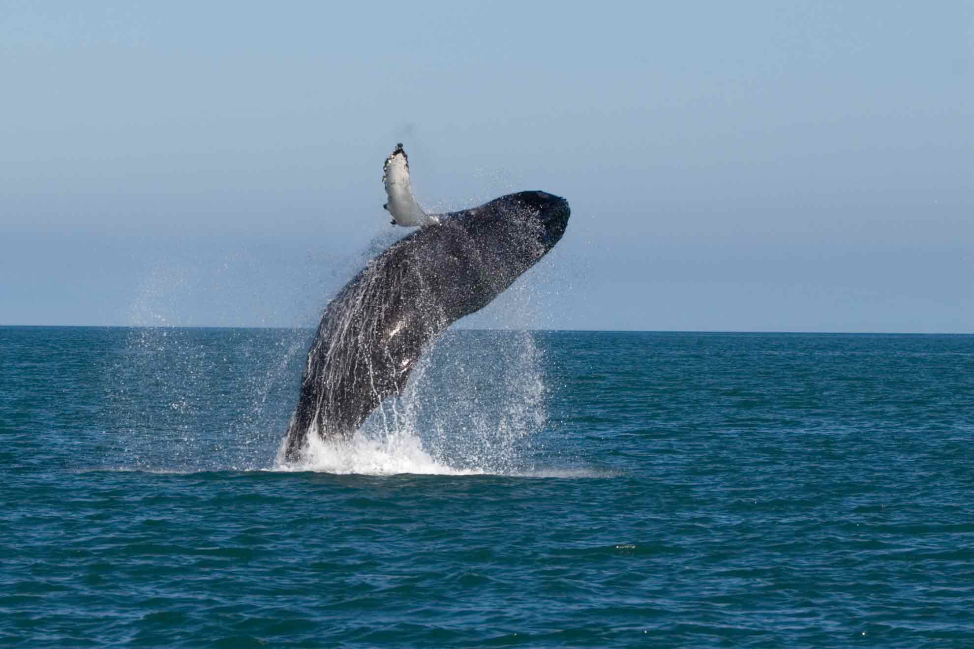 WHALE WATCHING IN MIRISSA