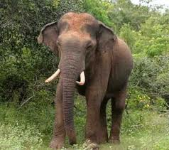 img/gallery/Wasgamuwa/Elephant.jpg