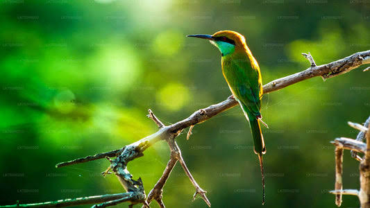 MUTHURAJAWELA WETLAND BOAT SAFARI