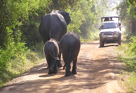 YALA NATIONAL PARK - SRI LANKA