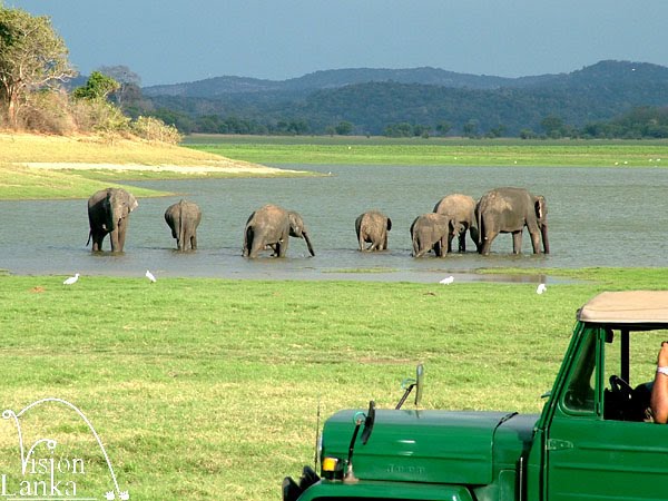 MINNERIYA NATIONAL PARK