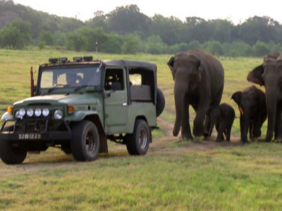 MINNERIYA NATIONAL PARK