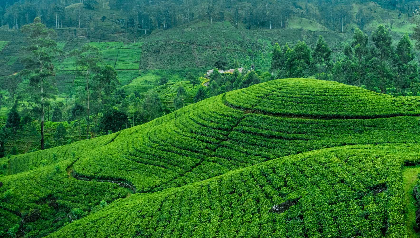 TEA FACTORY VISIT