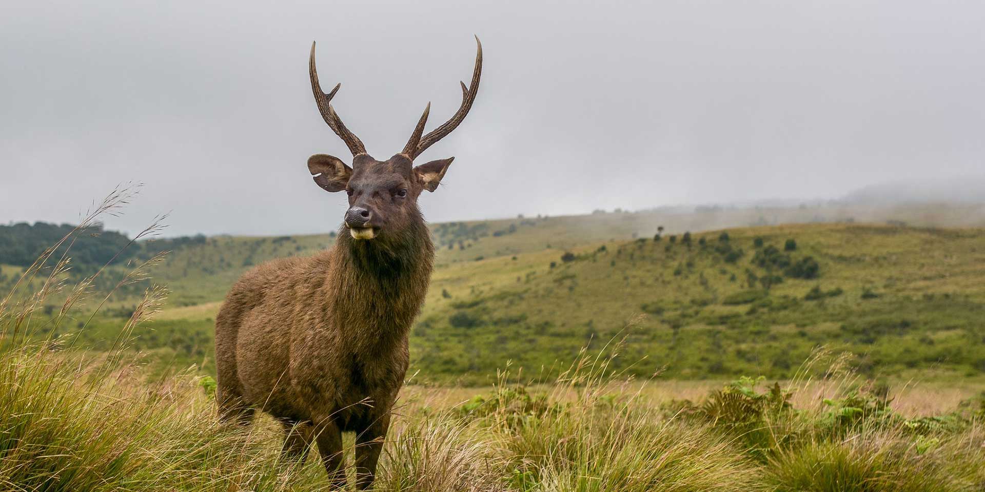 HORTON PLAINS - WORLD'S END