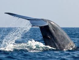 http://www.cyriltours.com/img/imageuploader/812630749Whales.jpg